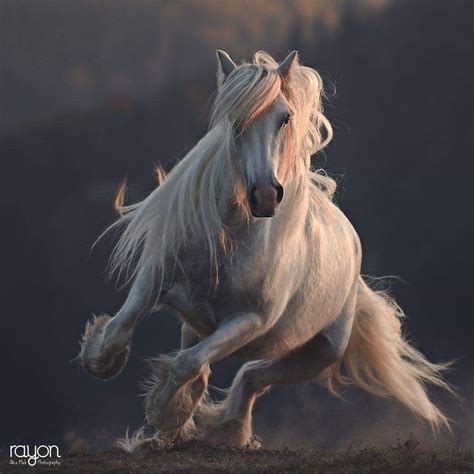 beautiful horse pictures|More.